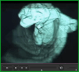 ver video